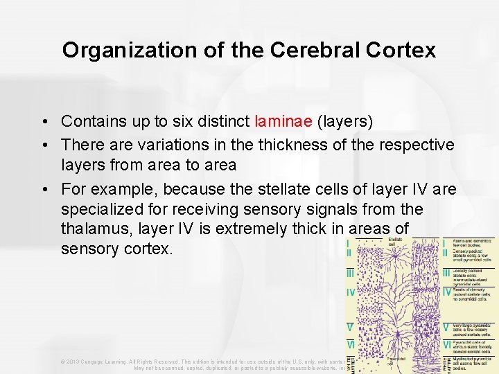 Organization of the Cerebral Cortex • Contains up to six distinct laminae (layers) •