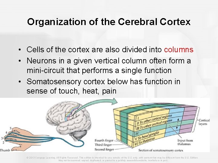 Organization of the Cerebral Cortex • Cells of the cortex are also divided into