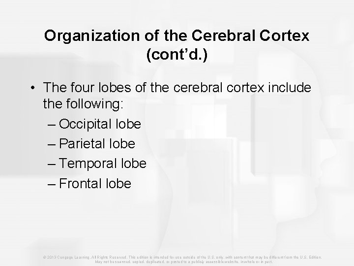 Organization of the Cerebral Cortex (cont’d. ) • The four lobes of the cerebral