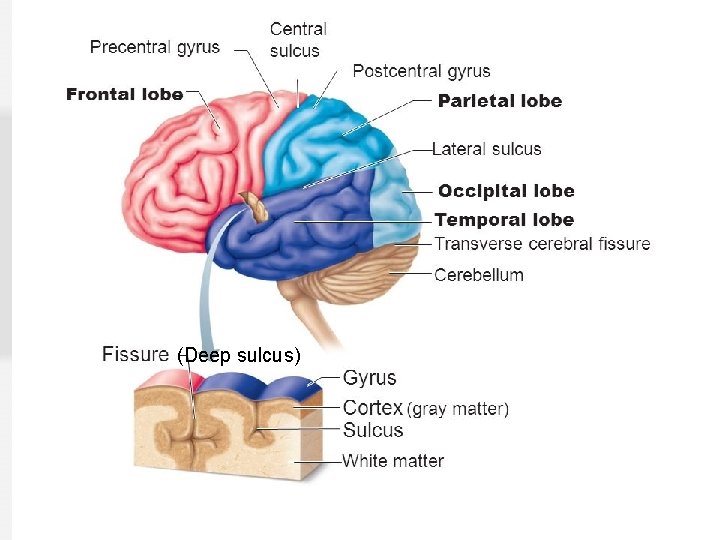 (Deep sulcus) © 2013 Cengage Learning. All Rights Reserved. This edition is intended for