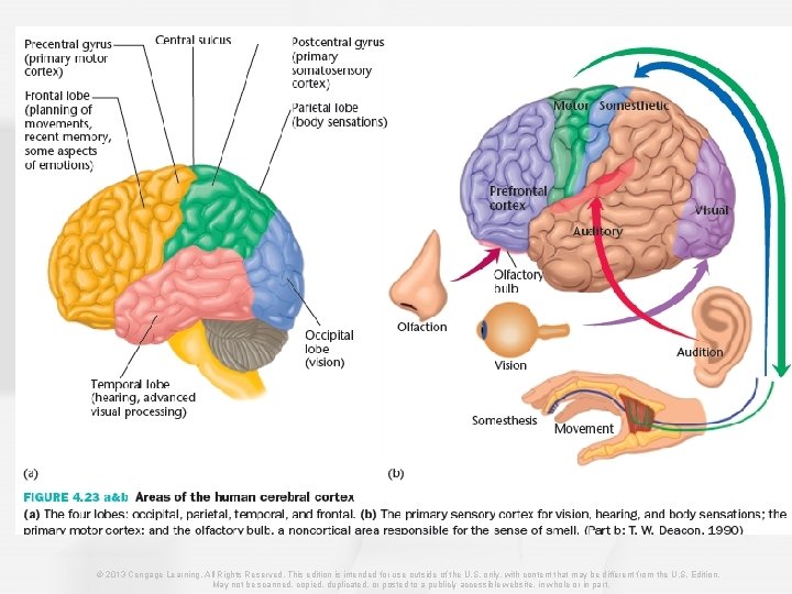 © 2013 Cengage Learning. All Rights Reserved. This edition is intended for use outside