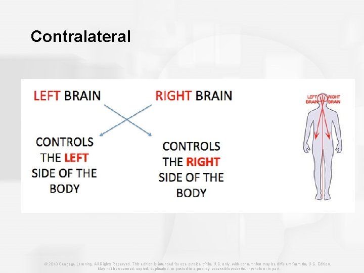 Contralateral © 2013 Cengage Learning. All Rights Reserved. This edition is intended for use