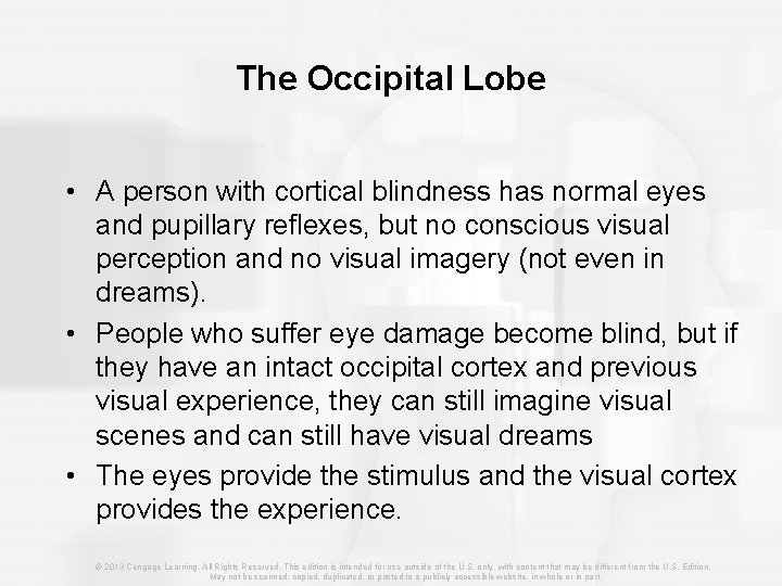 The Occipital Lobe • A person with cortical blindness has normal eyes and pupillary