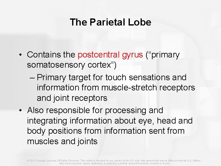 The Parietal Lobe • Contains the postcentral gyrus (“primary somatosensory cortex”) – Primary target