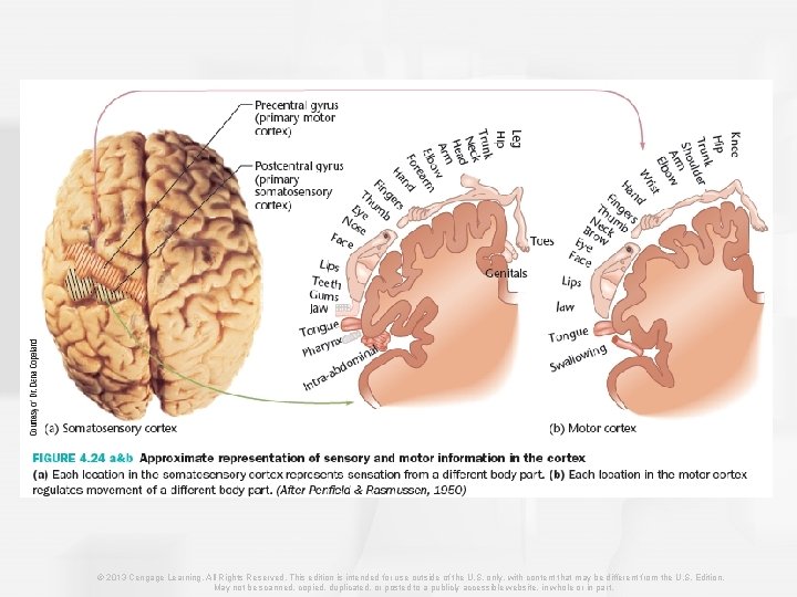 © 2013 Cengage Learning. All Rights Reserved. This edition is intended for use outside