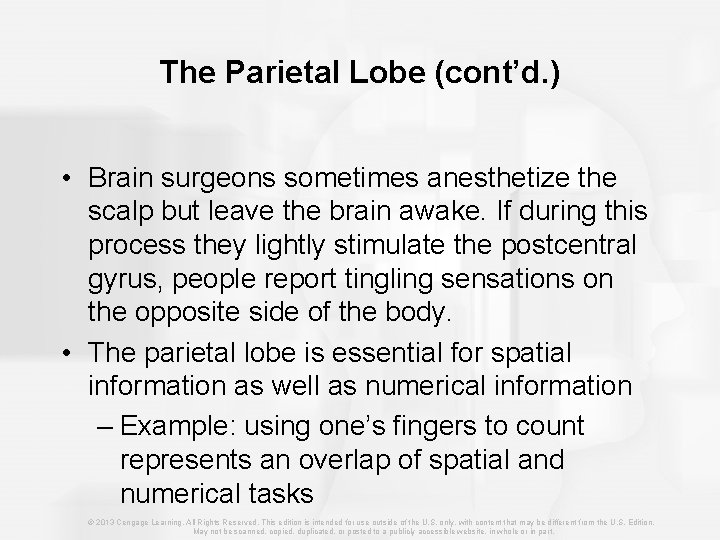 The Parietal Lobe (cont’d. ) • Brain surgeons sometimes anesthetize the scalp but leave