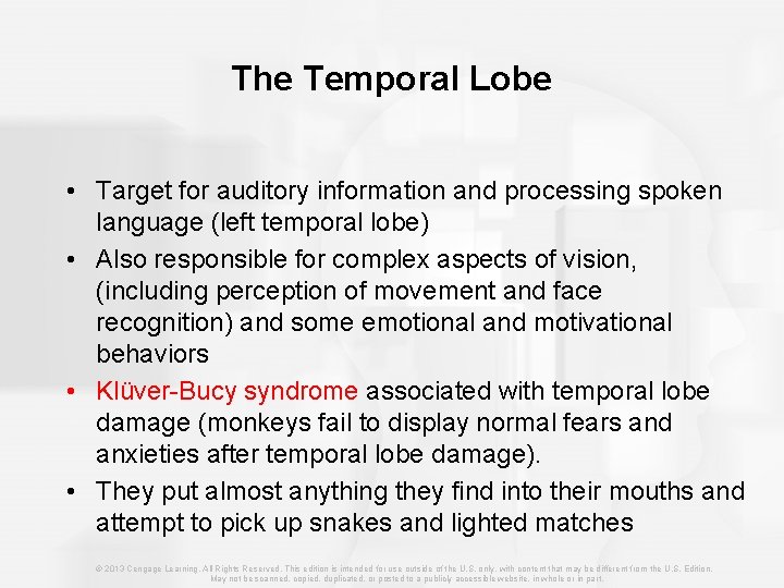 The Temporal Lobe • Target for auditory information and processing spoken language (left temporal