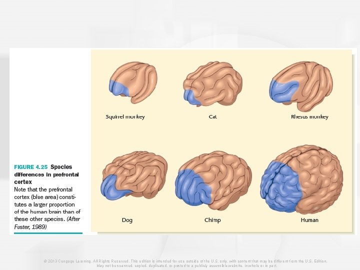 © 2013 Cengage Learning. All Rights Reserved. This edition is intended for use outside