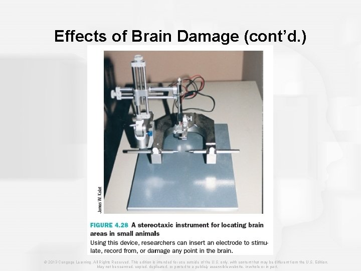Effects of Brain Damage (cont’d. ) © 2013 Cengage Learning. All Rights Reserved. This
