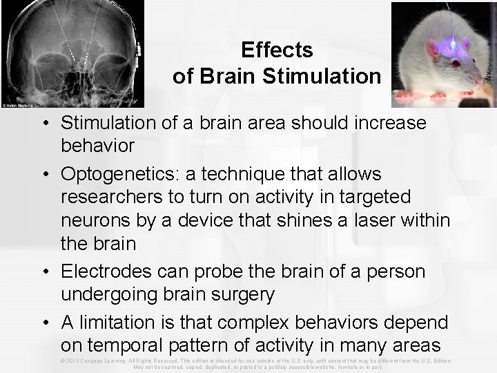 Effects of Brain Stimulation • Stimulation of a brain area should increase behavior •