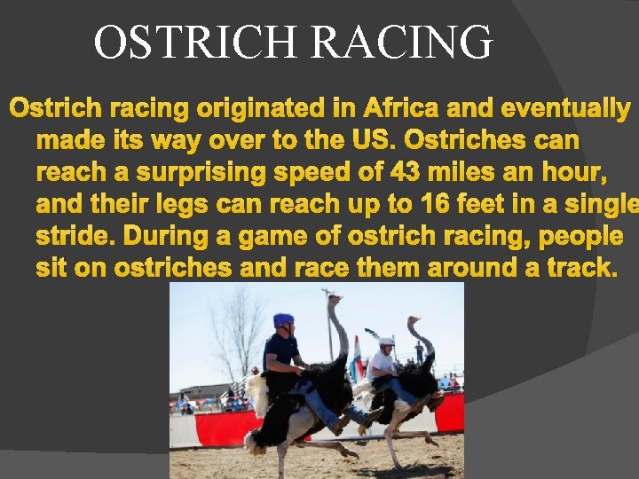 OSTRICH RACING Ostrich racing originated in Africa and eventually made its way over to