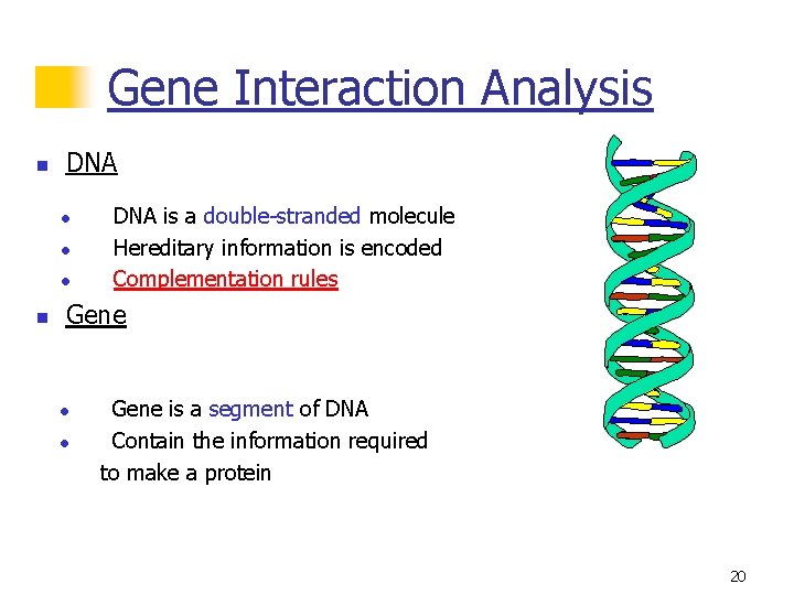 Gene Interaction Analysis n DNA l l l n DNA is a double-stranded molecule