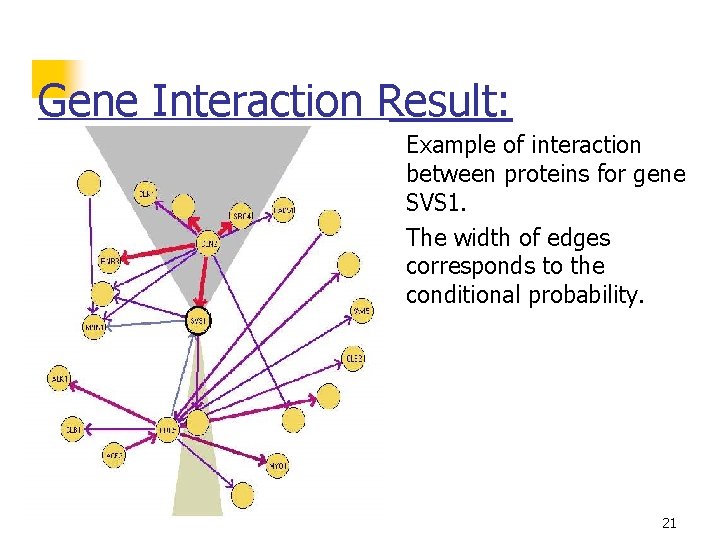 Gene Interaction Result: n n Example of interaction between proteins for gene SVS 1.