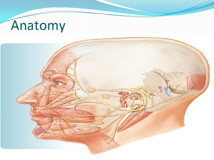 Anatomy 