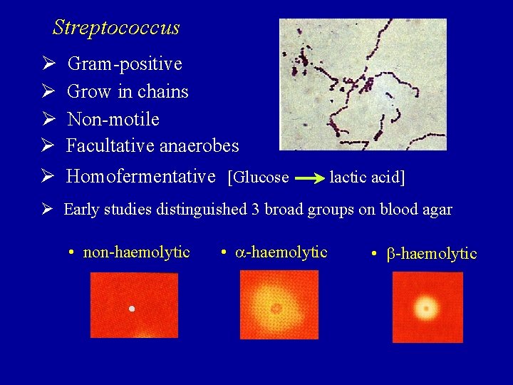 Streptococcus Ø Ø Gram-positive Grow in chains Non-motile Facultative anaerobes Ø Homofermentative [Glucose lactic