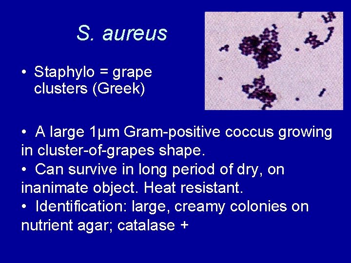 S. aureus • Staphylo = grape clusters (Greek) • A large 1µm Gram-positive coccus