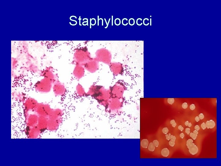 Staphylococci 