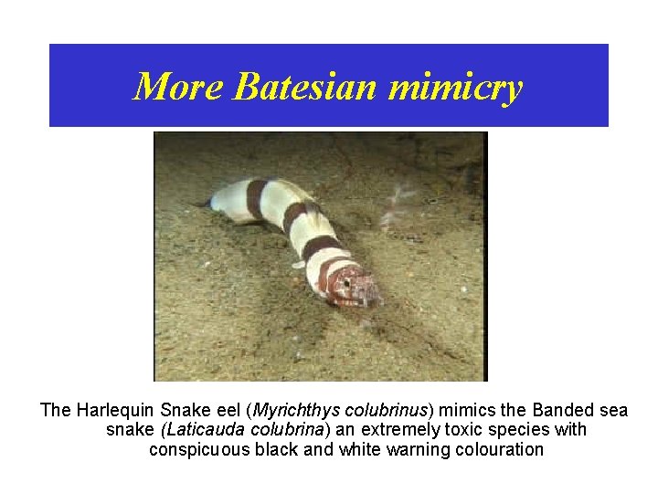 More Batesian mimicry The Harlequin Snake eel (Myrichthys colubrinus) mimics the Banded sea snake