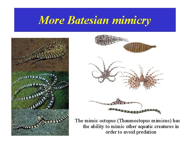 More Batesian mimicry The mimic octopus (Thaumoctopus mimicus) has the ability to mimic other