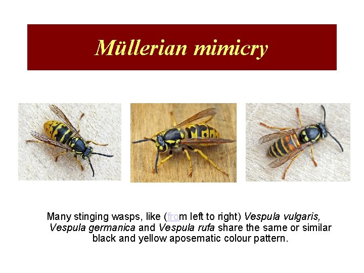 Müllerian mimicry Many stinging wasps, like (from left to right) Vespula vulgaris, Vespula germanica