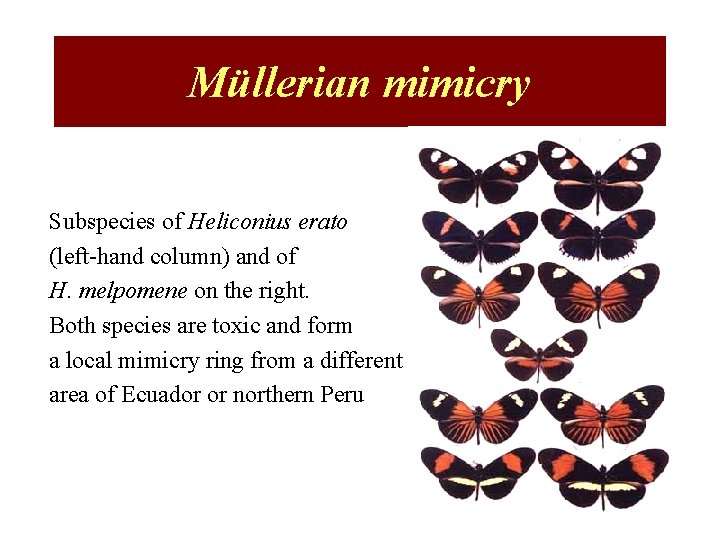 Müllerian mimicry Subspecies of Heliconius erato (left-hand column) and of H. melpomene on the