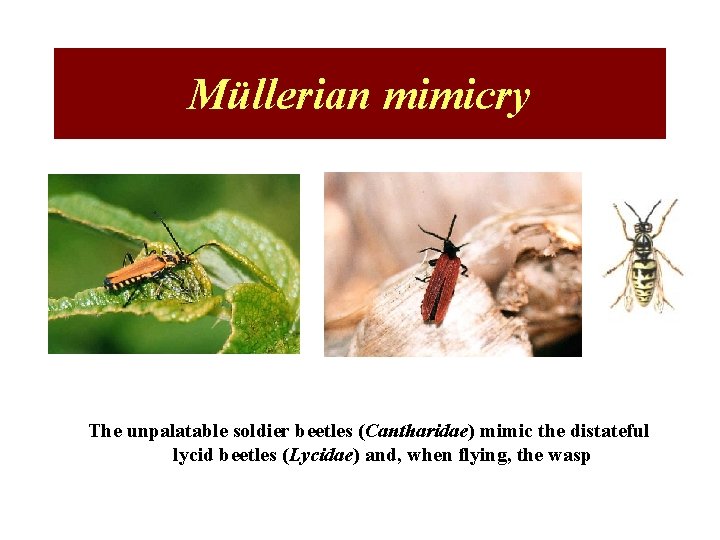 Müllerian mimicry The unpalatable soldier beetles (Cantharidae) mimic the distateful lycid beetles (Lycidae) and,