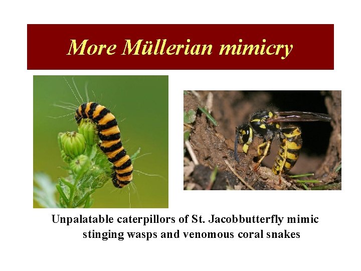 More Müllerian mimicry Unpalatable caterpillors of St. Jacobbutterfly mimic stinging wasps and venomous coral