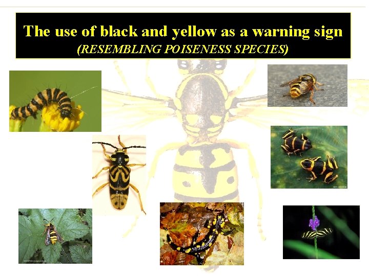 The use of black and yellow as a warning sign (RESEMBLING POISENESS SPECIES) 