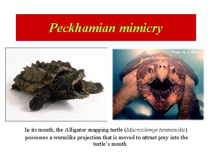 Peckhamian mimicry In its mouth, the Alligator snapping turtle (Macroclemys temminckii) possesses a wormlike