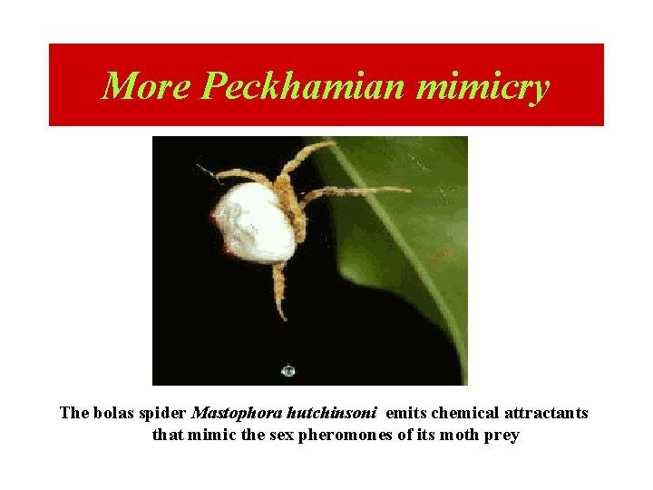 More Peckhamian mimicry The bolas spider Mastophora hutchinsoni emits chemical attractants that mimic the