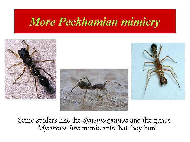 More Peckhamian mimicry Some spiders like the Synemosyninae and the genus Myrmarachne mimic ants