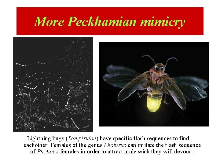 More Peckhamian mimicry Lightning bugs (Lampiridae) have specific flash sequences to find eachother. Females