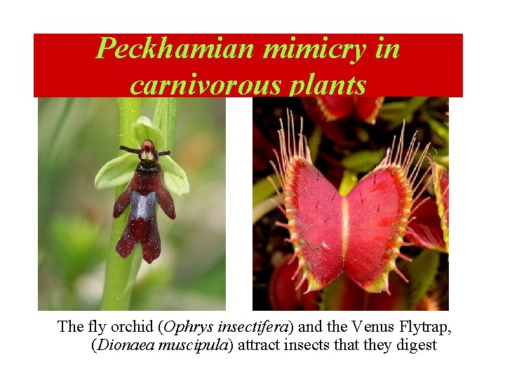 Peckhamian mimicry in carnivorous plants The fly orchid (Ophrys insectifera) and the Venus Flytrap,