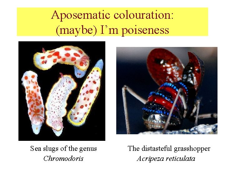 Aposematic colouration: (maybe) I’m poiseness Sea slugs of the genus Chromodoris The distasteful grasshopper