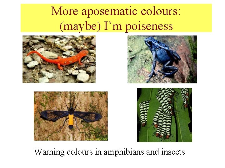 More aposematic colours: (maybe) I’m poiseness Warning colours in amphibians and insects 