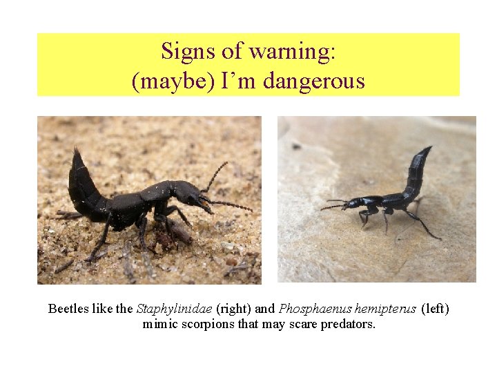 Signs of warning: (maybe) I’m dangerous Beetles like the Staphylinidae (right) and Phosphaenus hemipterus
