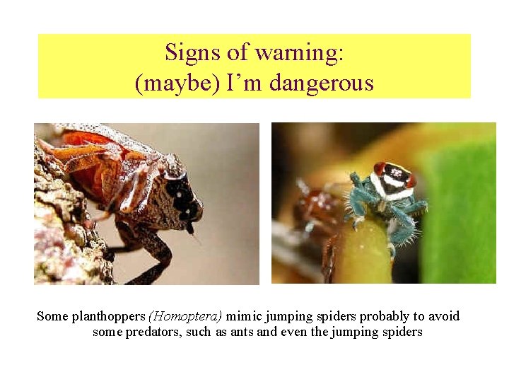 Signs of warning: (maybe) I’m dangerous Some planthoppers (Homoptera) mimic jumping spiders probably to