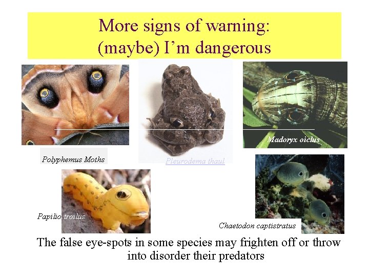 More signs of warning: (maybe) I’m dangerous Madoryx oiclus Polyphemus Moths Pleurodema thaul Papilio