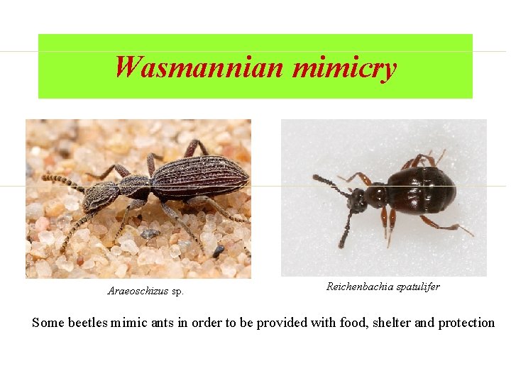 Wasmannian mimicry Araeoschizus sp. Reichenbachia spatulifer Some beetles mimic ants in order to be