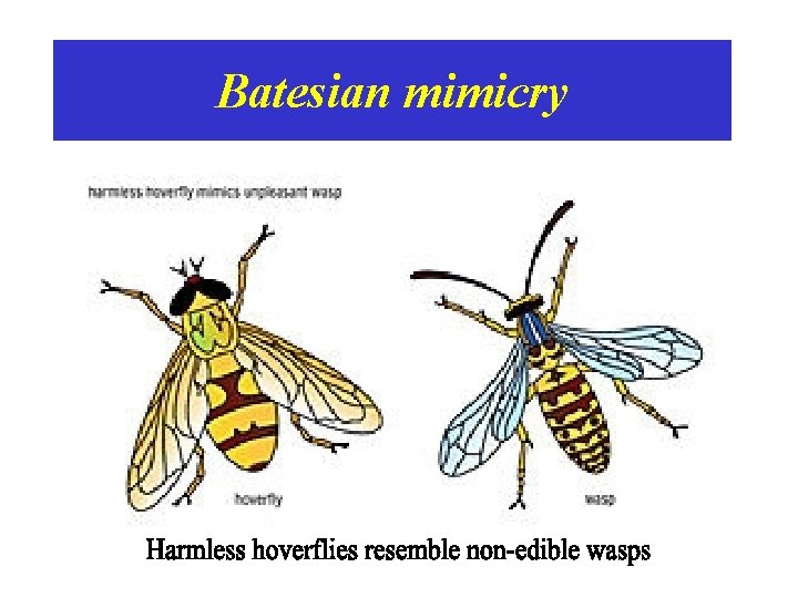 Batesian mimicry • 