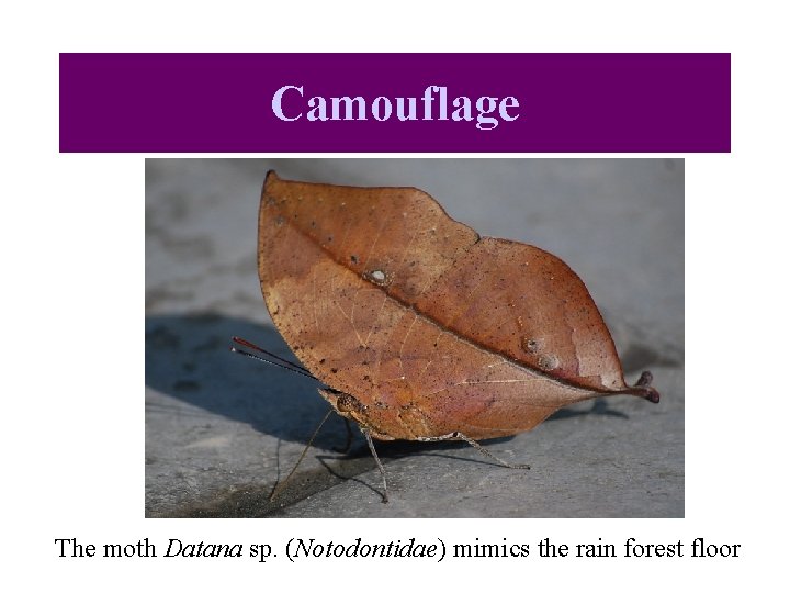 Camouflage The moth Datana sp. (Notodontidae) mimics the rain forest floor 