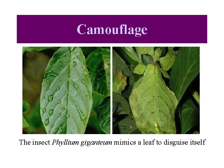 Camouflage The insect Phyllium giganteum mimics a leaf to disguise itself 