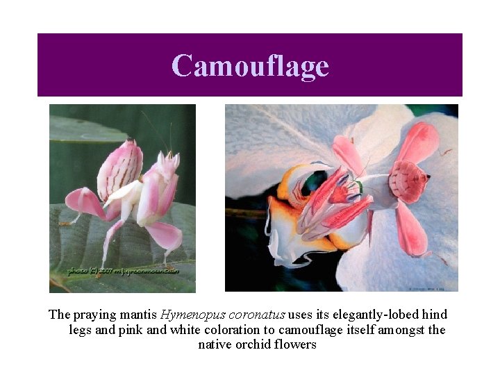 Camouflage The praying mantis Hymenopus coronatus uses its elegantly-lobed hind legs and pink and