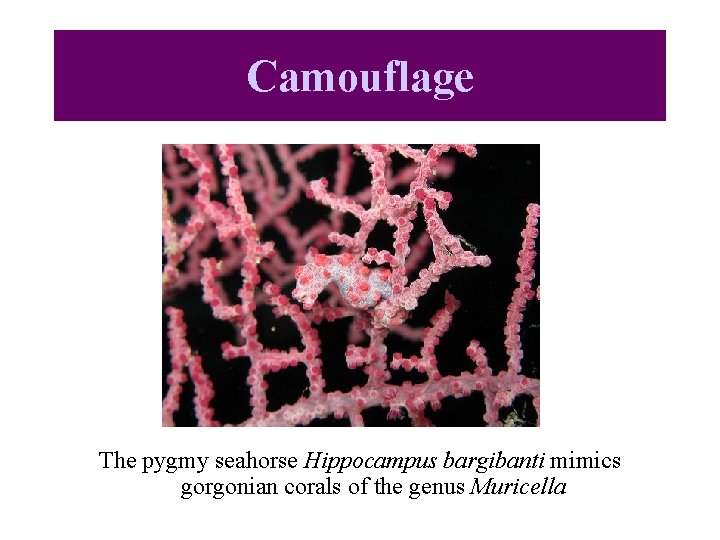 Camouflage The pygmy seahorse Hippocampus bargibanti mimics gorgonian corals of the genus Muricella 
