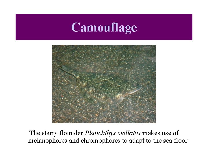 Camouflage The starry flounder Platichthys stellatus makes use of melanophores and chromophores to adapt