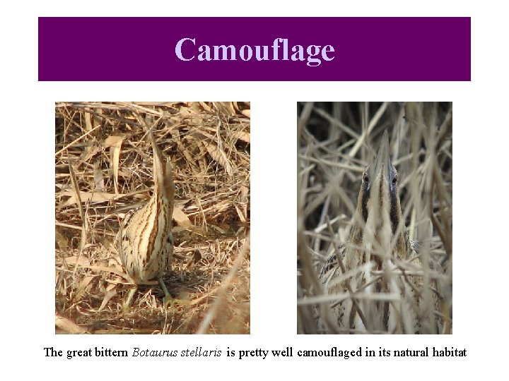 Camouflage The great bittern Botaurus stellaris is pretty well camouflaged in its natural habitat