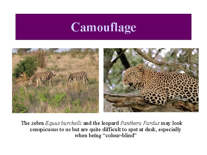 Camouflage The zebra Equus burchelli and the leopard Panthera Pardus may look conspicuous to