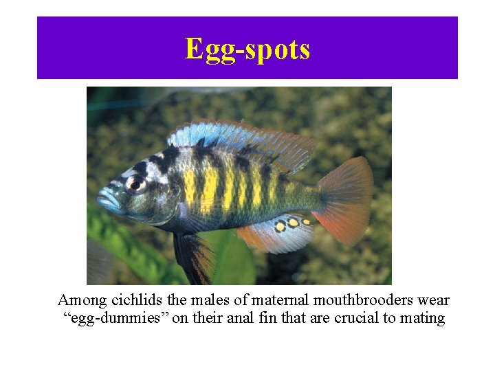 Egg-spots Among cichlids the males of maternal mouthbrooders wear “egg-dummies” on their anal fin
