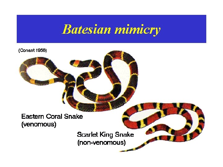 Batesian mimicry 