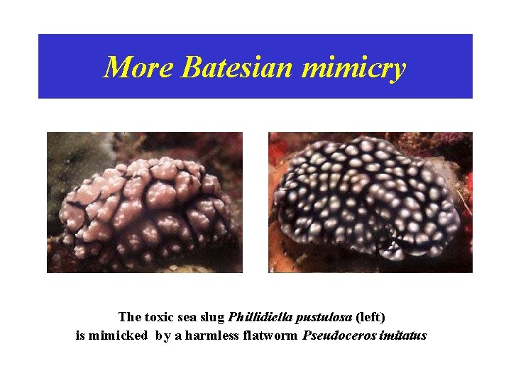 More Batesian mimicry The toxic sea slug Phillidiella pustulosa (left) is mimicked by a